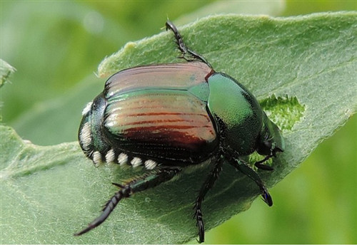 Popillia Japonica - scheda di riconoscimento, cosa fare se lo trovi e trattamenti